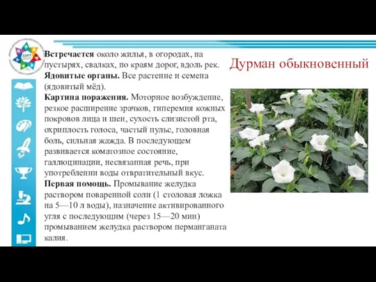 Дурман обыкновенный Встречается около жилья, в огородах, на пустырях, свалках,