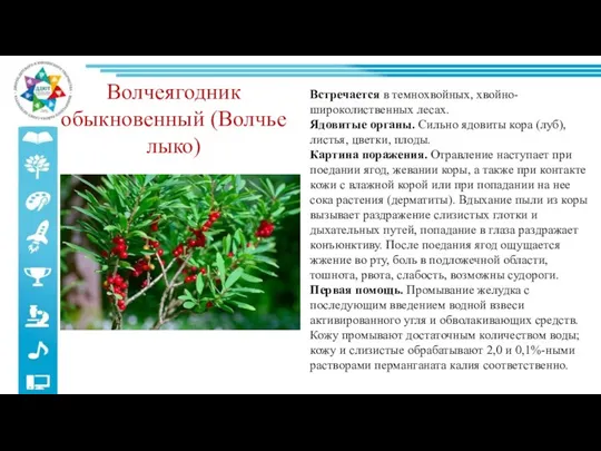 Волчеягодник обыкновенный (Волчье лыко) Встречается в темнохвойных, хвойно-широколиственных лесах. Ядовитые