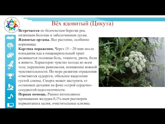 Вёх ядовитый (Цикута) Встречается по болотистым берегам рек, низинным болотам