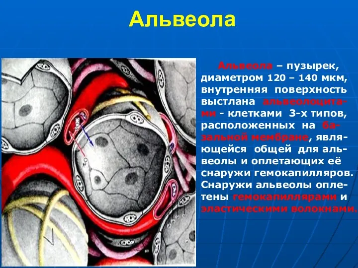 Альвеола Альвеола – пузырек, диаметром 120 – 140 мкм, внутренняя поверхность выстлана альвеолоцита-ми