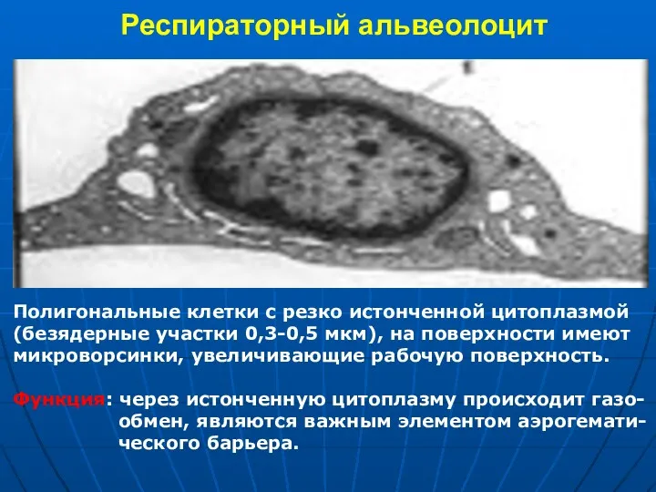 Респираторный альвеолоцит Полигональные клетки с резко истонченной цитоплазмой (безядерные участки 0,3-0,5 мкм), на