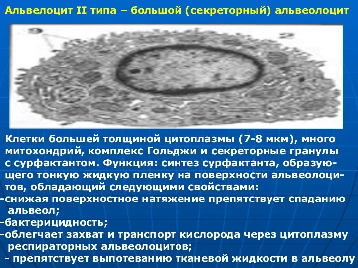 Альвелоцит II типа – большой (секреторный) альвеолоцит Клетки большей толщиной цитоплазмы (7-8 мкм),