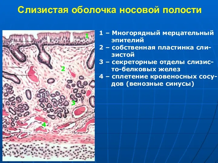 Слизистая оболочка носовой полости 1 1 – Многорядный мерцательный эпителий 2 – собственная