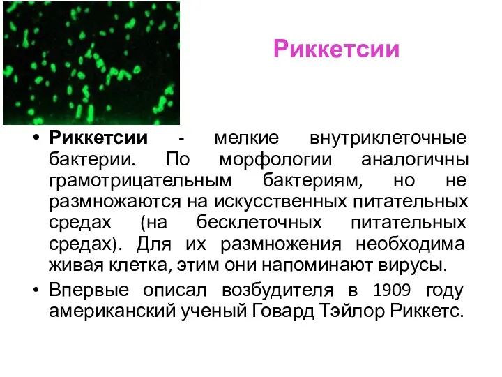 Риккетсии Риккетсии - мелкие внутриклеточные бактерии. По морфологии аналогичны грамотрицательным