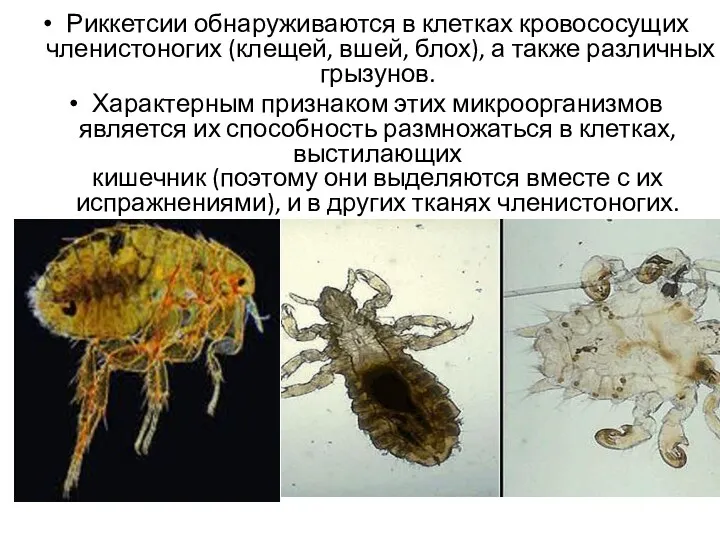 Риккетсии обнаруживаются в клетках кровососущих членистоногих (клещей, вшей, блох), а