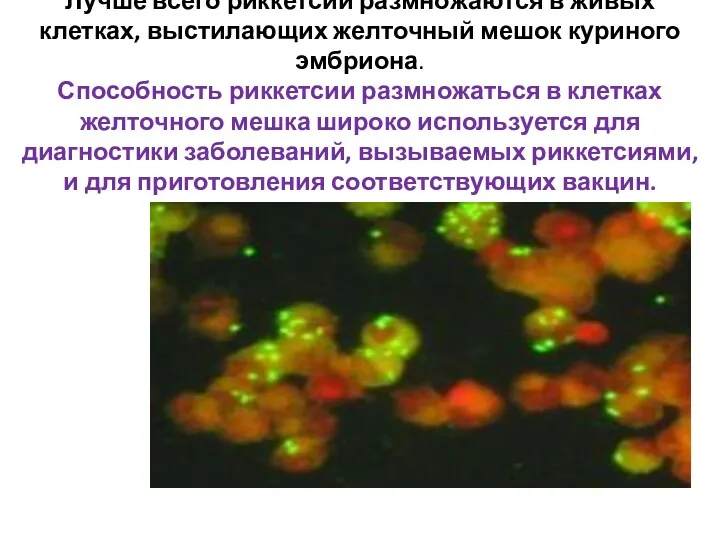 Лучше всего риккетсии размножаются в живых клетках, выстилающих желточный мешок