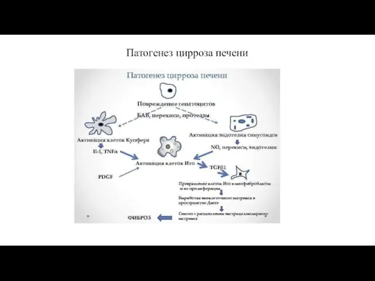 Патогенез цирроза печени