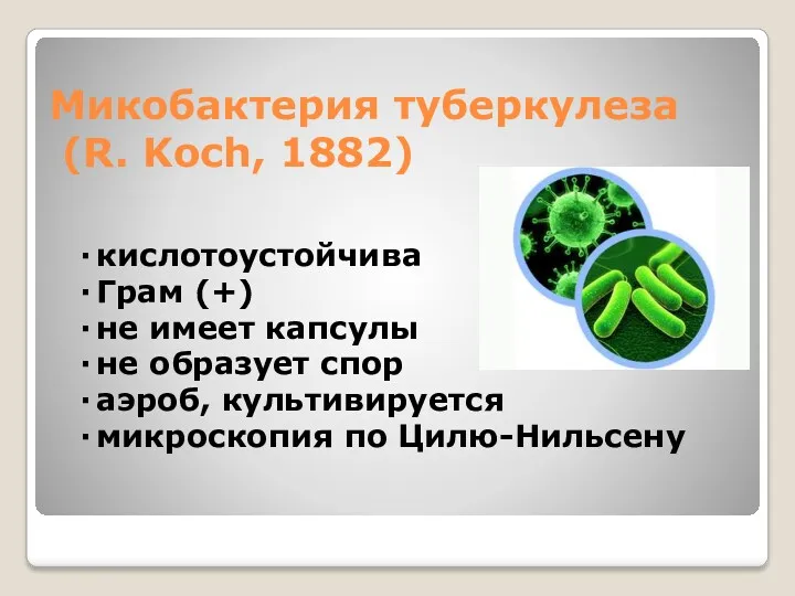 Микобактерия туберкулеза (R. Koch, 1882) ∙ кислотоустойчива ∙ Грам (+) ∙ не имеет