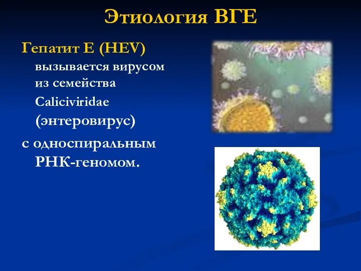 Этиология ВГЕ Гепатит Е (HЕV) вызывается вирусом из семейства Caliciviridae (энтеровирус) с односпиральным РНК-геномом.