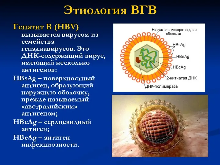 Этиология ВГВ Гепатит В (HВV) вызывается вирусом из семейства гепаднавирусов.