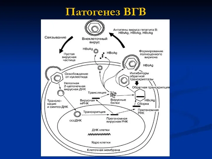 Патогенез ВГВ