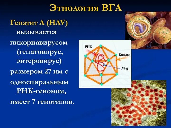 Этиология ВГА Гепатит A (HAV) вызывается пикорнавирусом (гепатовирус, энтеровирус) размером