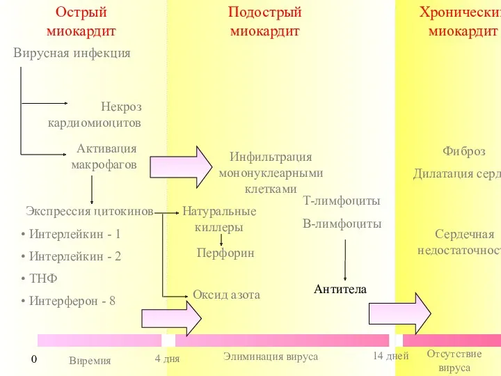 Острый миокардит Вирусная инфекция Некроз кардиомиоцитов Активация макрофагов Экспрессия цитокинов