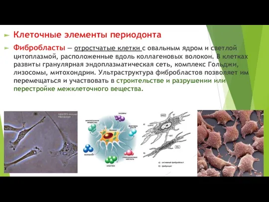 Клеточные элементы периодонта Фибробласты — отростчатые клетки с овальным ядром