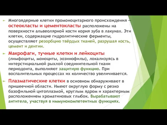 Многоядерные клетки промоноцитарного происхождения — остеокласты и цементокласты расположены на поверхности альвеолярной кости