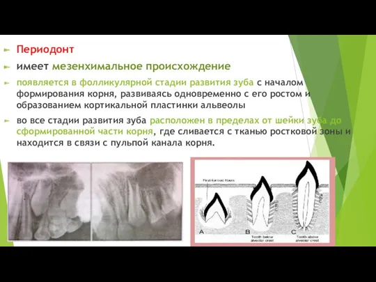 Периодонт имеет мезенхимальное происхождение появляется в фолликулярной стадии развития зуба