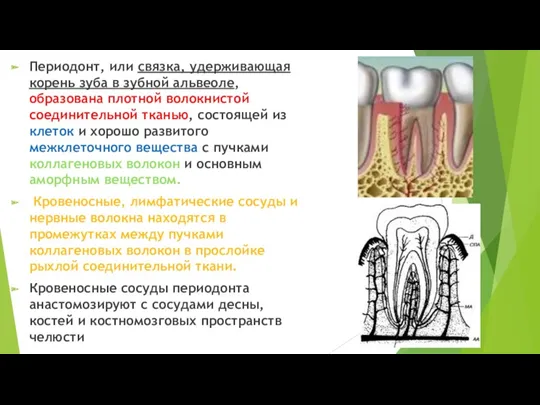 Периодонт, или связка, удерживающая корень зуба в зубной альвеоле, образована плотной волокнистой соединительной