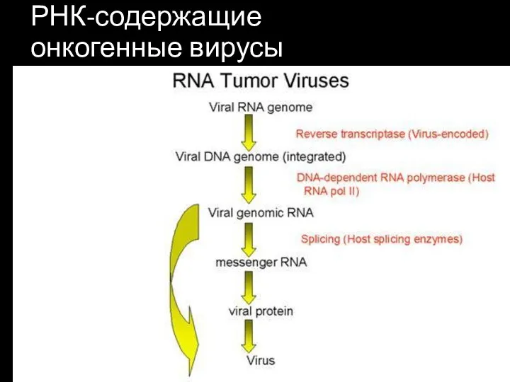 РНК-содержащие онкогенные вирусы