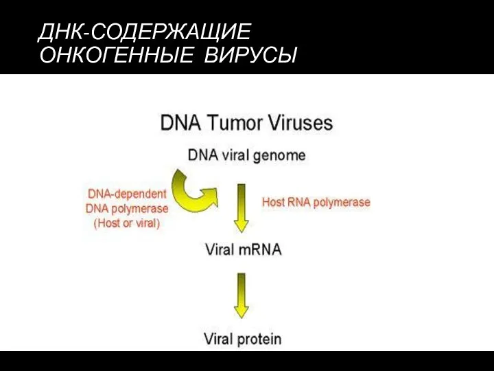 ДНК-СОДЕРЖАЩИЕ ОНКОГЕННЫЕ ВИРУСЫ