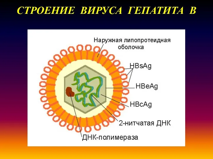 СТРОЕНИЕ ВИРУСА ГЕПАТИТА В