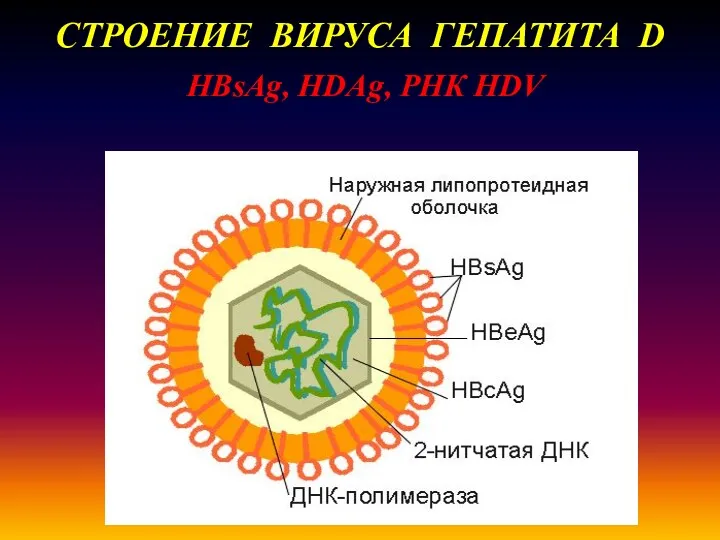 СТРОЕНИЕ ВИРУСА ГЕПАТИТА D HBsAg, HDAg, РНК HDV