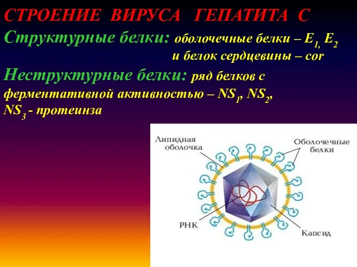 СТРОЕНИЕ ВИРУСА ГЕПАТИТА C Структурные белки: оболочечные белки – Е1, Е2 и белок