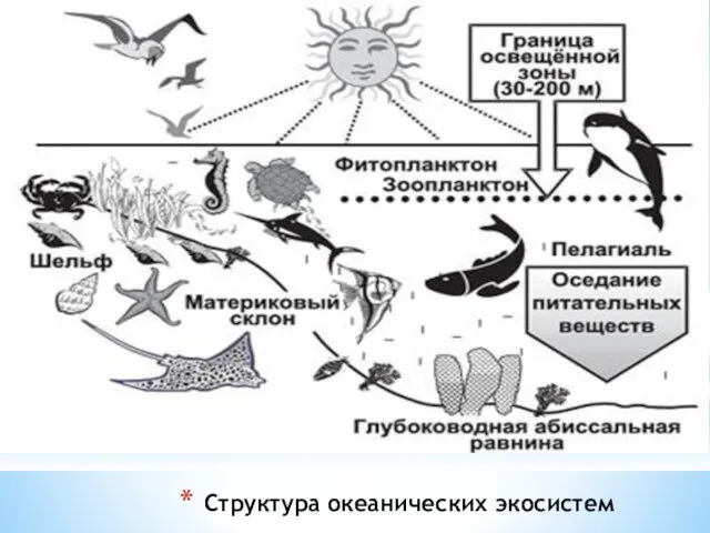 Структура океанических экосистем