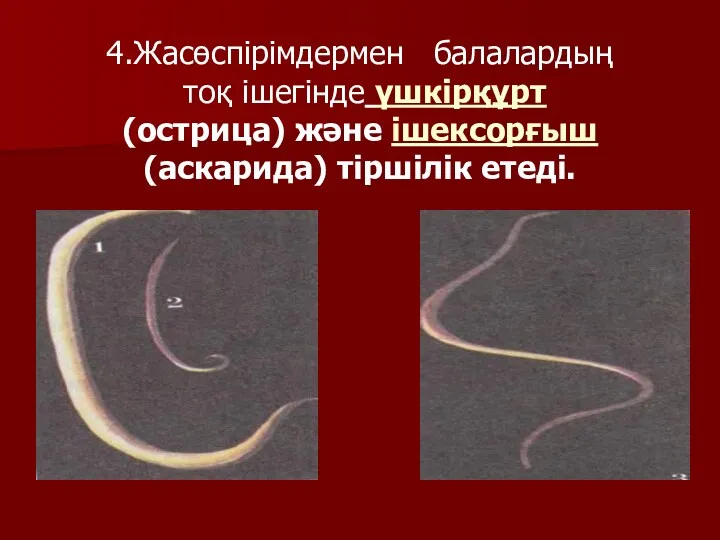 4.Жасөспірімдермен балалардың тоқ ішегінде үшкірқұрт (острица) және ішексорғыш (аскарида) тіршілік етеді.