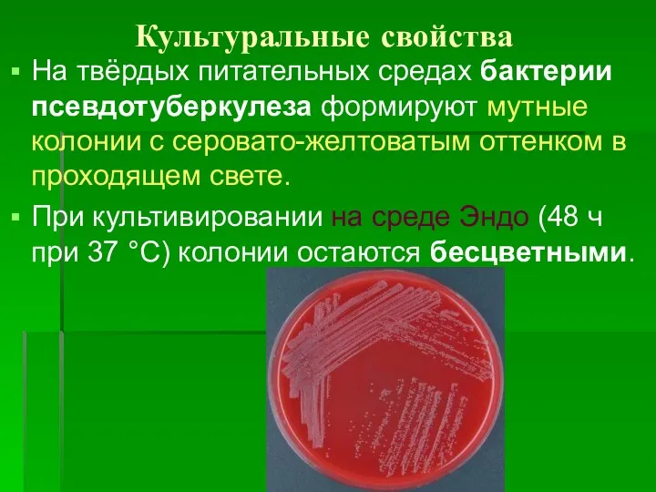 Культуральные свойства На твёрдых питательных средах бактерии псевдотуберкулеза формируют мутные