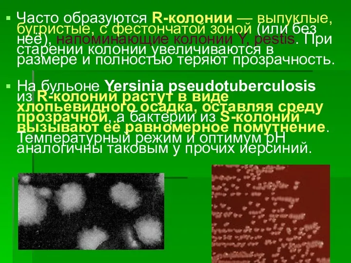 Часто образуются R-колонии — выпуклые, бугристые, с фестончатой зоной (или