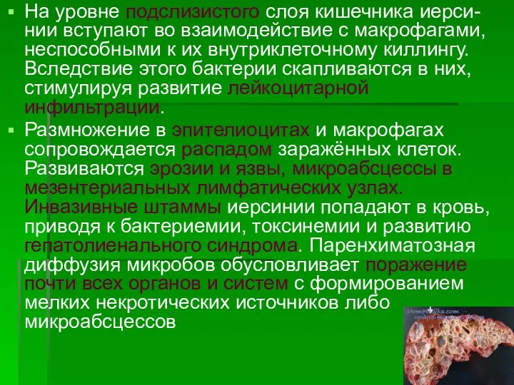 На уровне подслизистого слоя кишечника иерси-нии вступают во взаимодействие с