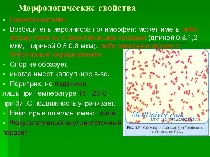 Морфологические свойства Грамотрицателен. Возбудитель иерсиниоза полиморфен: может иметь либо форму