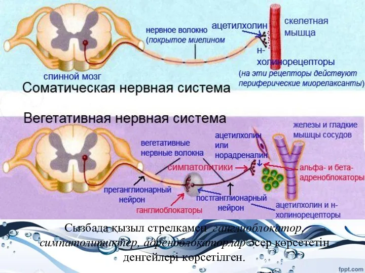 Сызбада қызыл стрелкамен ганглиоблокатор, симпатолитиктер, адреноблокаторлар әсер көрсететін денгейлері көрсетілген.