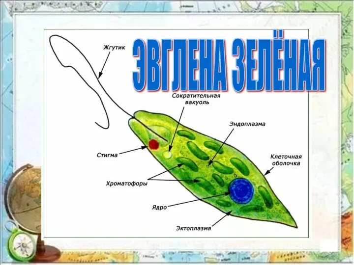 ЭВГЛЕНА ЗЕЛЁНАЯ