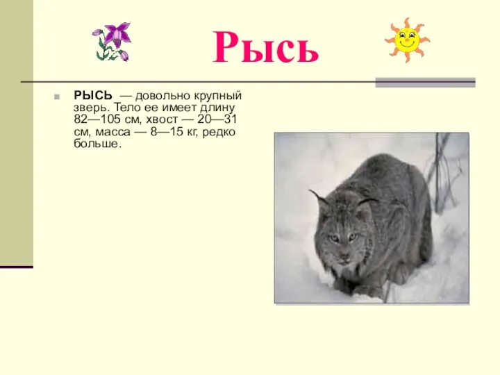 Рысь РЫСЬ — довольно крупный зверь. Тело ее имеет длину 82—105 см, хвост