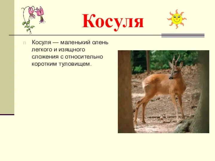 Косуля Косуля — маленький олень легкого и изящного сложения с относительно коротким туловищем.