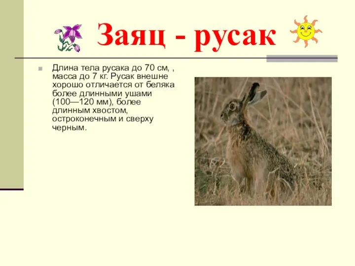 Заяц - русак Длина тела русака до 70 см, , масса до 7