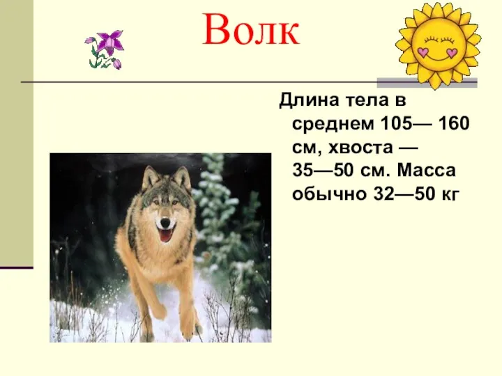 Волк Длина тела в среднем 105— 160 см, хвоста — 35—50 см. Масса обычно 32—50 кг
