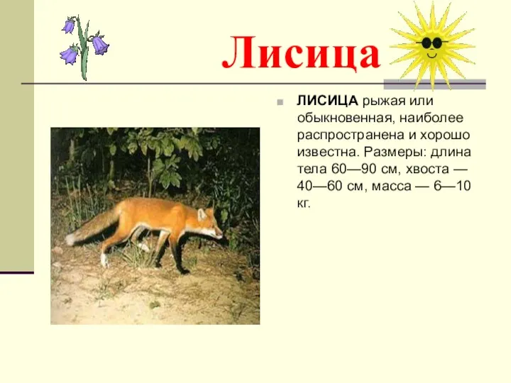 Лисица ЛИСИЦА рыжая или обыкновенная, наиболее распространена и хорошо известна. Размеры: длина тела