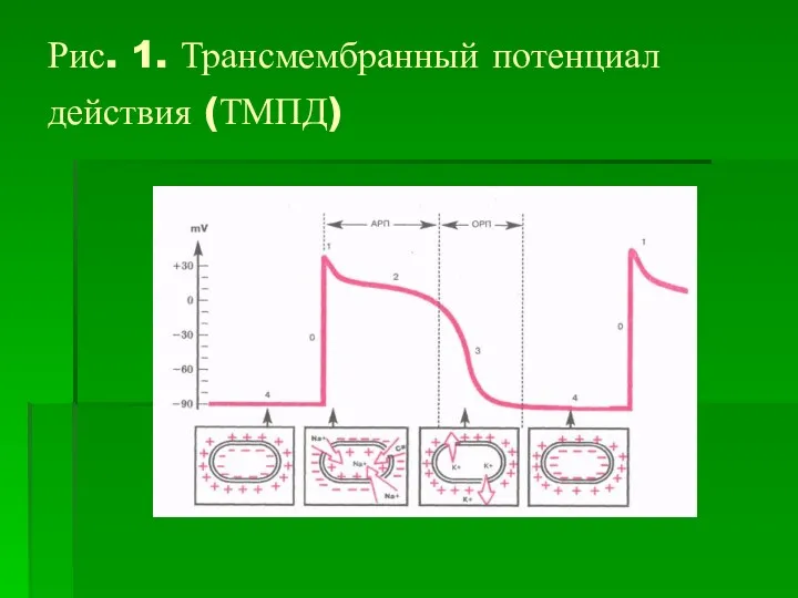 Рис. 1. Трансмембранный потенциал действия (ТМПД)