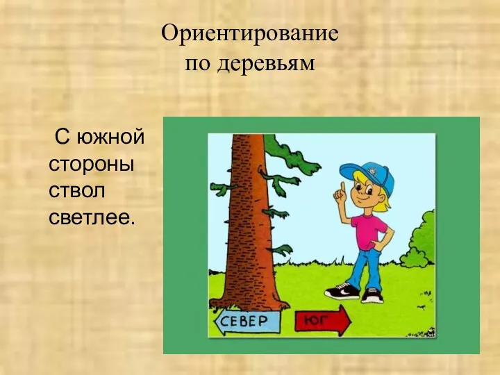 Ориентирование по деревьям С южной стороны ствол светлее.