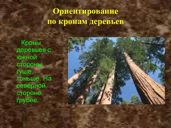 Ориентирование по кронам деревьев Кроны деревьев с южной стороны гуще, тоньше. На северной стороне грубее.