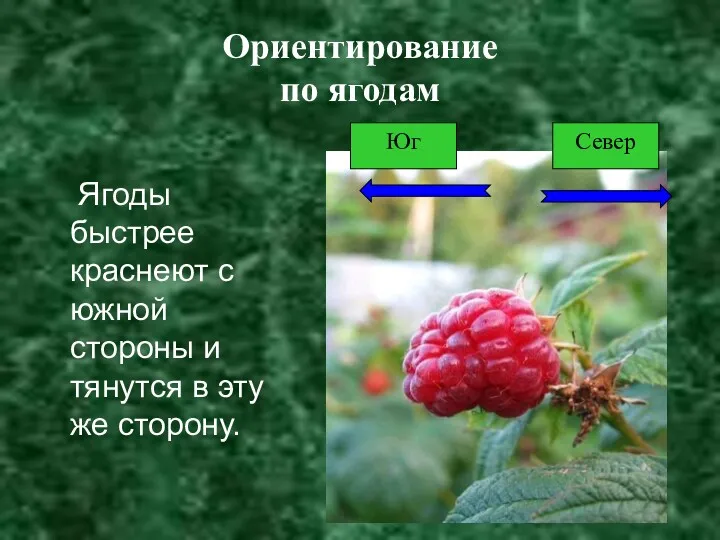 Ориентирование по ягодам Ягоды быстрее краснеют с южной стороны и