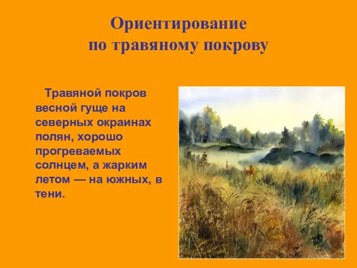 Ориентирование по травяному покрову Травяной покров весной гуще на северных