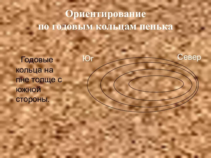 Ориентирование по годовым кольцам пенька Годовые кольца на пне толще с южной стороны. Юг Север