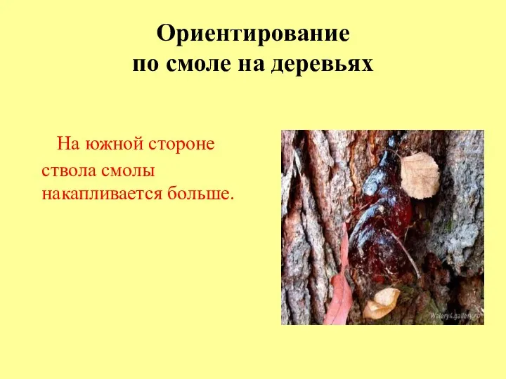 Ориентирование по смоле на деревьях На южной стороне ствола смолы накапливается больше.