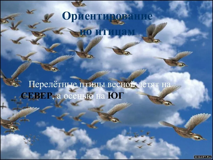 Ориентирование по птицам Перелётные птицы весной летят на СЕВЕР, а осенью на ЮГ