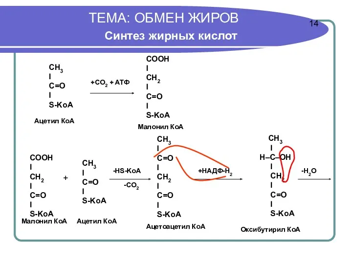 ТЕМА: ОБМЕН ЖИРОВ Синтез жирных кислот + 14