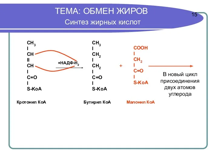 ТЕМА: ОБМЕН ЖИРОВ Синтез жирных кислот + В новый цикл присоединения двух атомов углерода 15