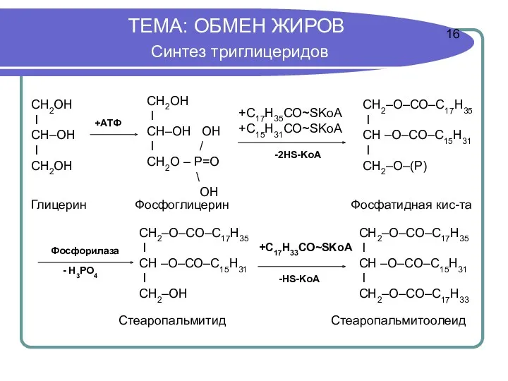 ТЕМА: ОБМЕН ЖИРОВ Синтез триглицеридов 16